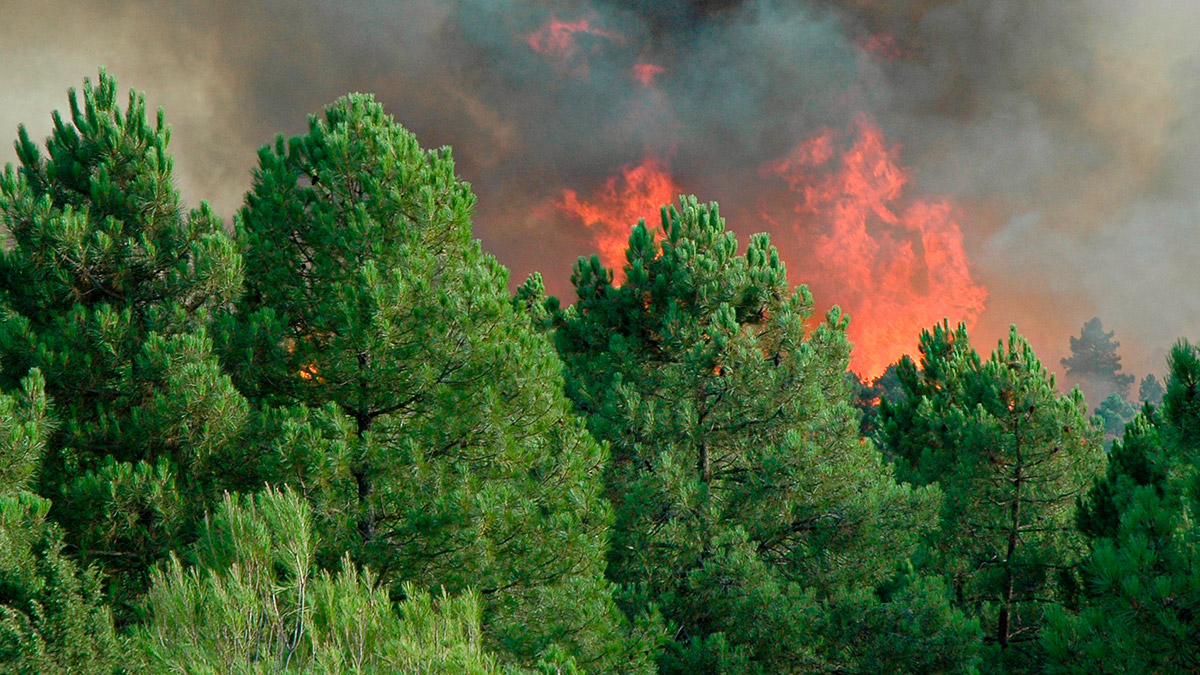 ayudas fiscales - incendios forestales